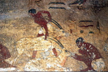 Разведение коз